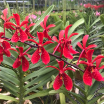 Renanopsis Lions Splendor AD