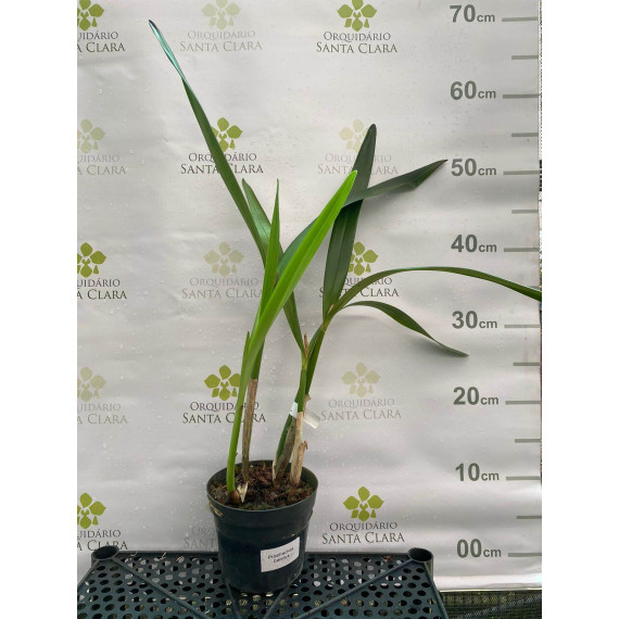 Prostechea Baculus - AD