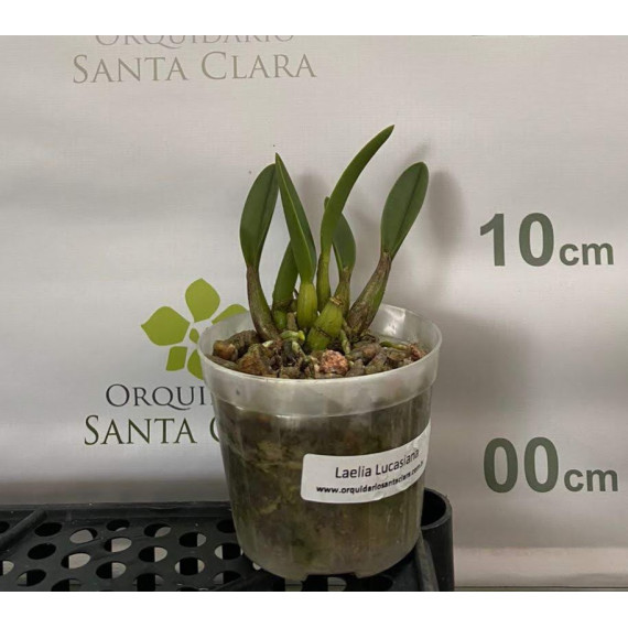 Laelia Lucasiana - AD