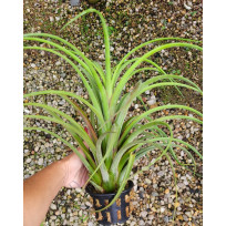 Tilandsia Sunset Glow - Muda