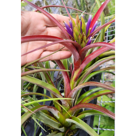 Tilandsia Sunset Glow - Muda