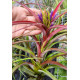 Tilandsia Sunset Glow - Muda