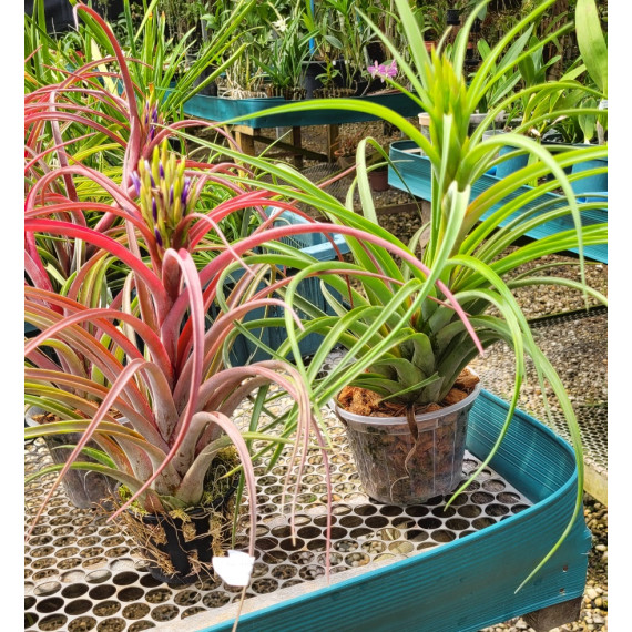 Tilandsia Sunset Glow - Muda