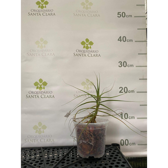 Tilandsia Schiedeana