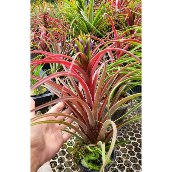Tilandsia Sunset Glow