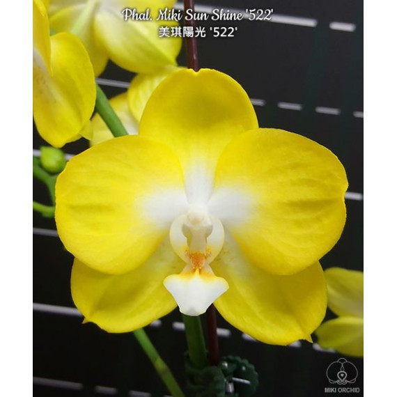 Phalaenopsis Miki Sunshine "522" - perfumada c/ Haste Floral
