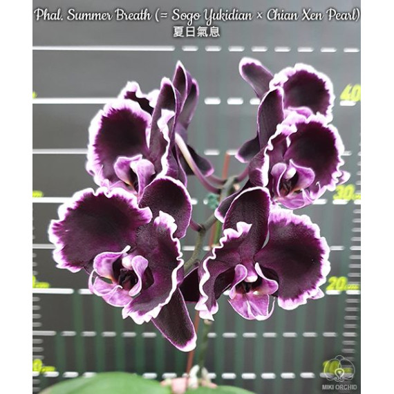 Phalaenopsis Summer Breath - AD