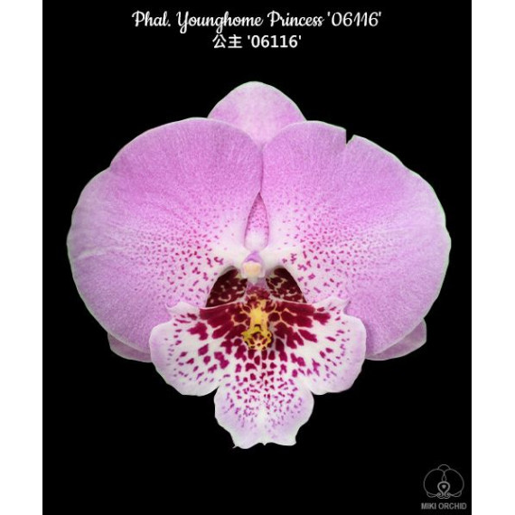 Phalaenopsis Younghome Princess " 06116" c/ Haste Floral