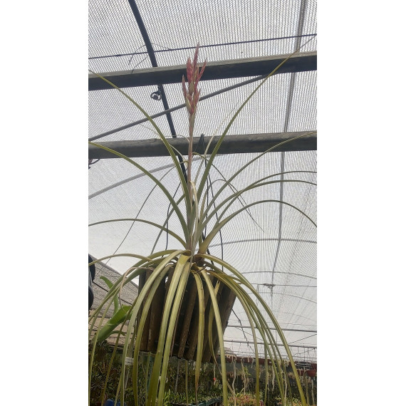 Tilandsia Fasciculata "Giant"
