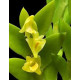 Dendrobium Anceps - AD