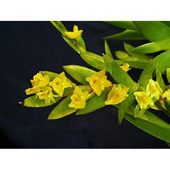 Dendrobium Anceps - AD