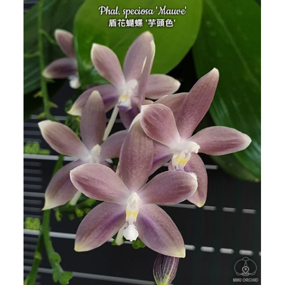 Phalaenopsis Speciosa Mauve - AD