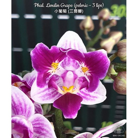Phalaenopsis Lioulin Grape pelorica / trilabelo - Haste Floral
