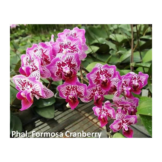 Phalaenopsis Formosa Cranberry "Wilson" c/ Haste Floral