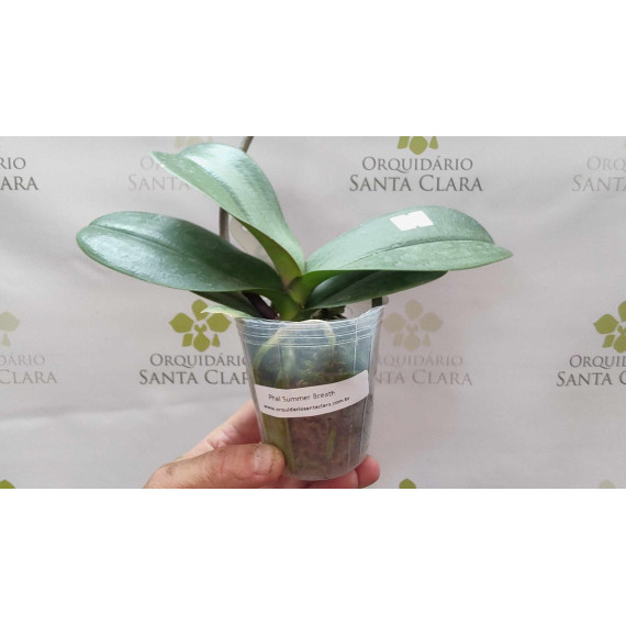 Phalaenopsis Summer Breath - AD