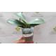 Phalaenopsis Summer Breath - AD