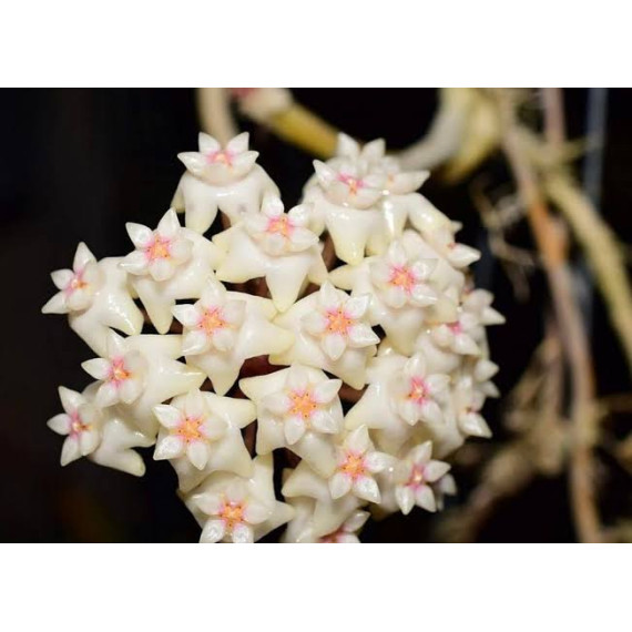 Flor de Cera (Hoya Thay) 30 cm