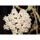 Flor de Cera Hoya Thay