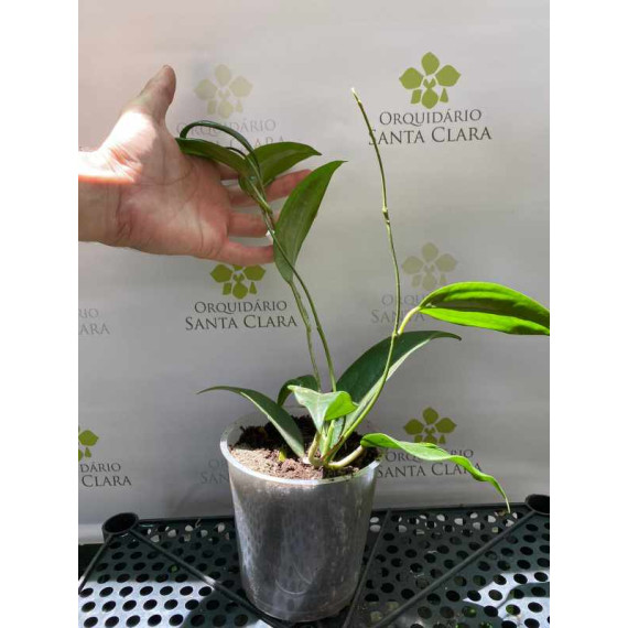 Flor de Cera (Hoya Thay) 30 cm