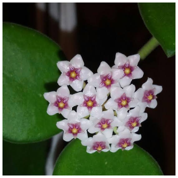 Flor de Cera (Hoya Nommularioides) 30 cm