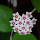 Flor de Cera (Hoya Nommularioides) 30 cm