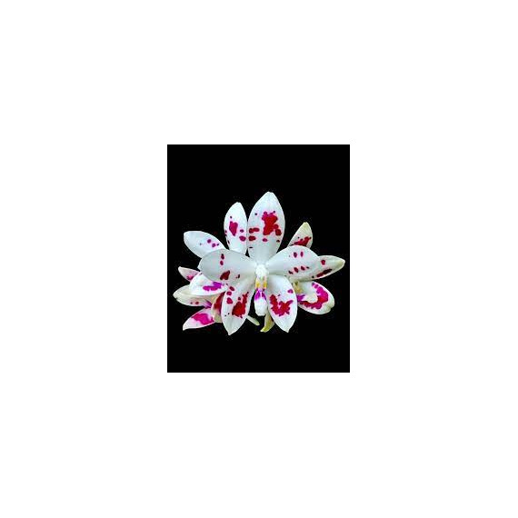 Phalaenopsis Speciosa Spots - AD