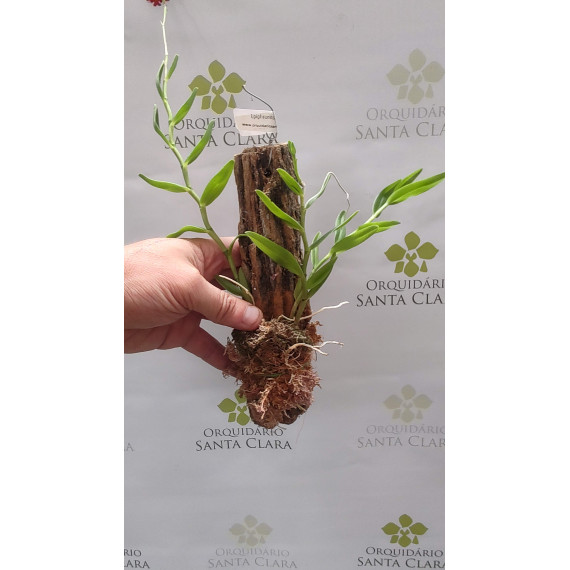 Epiphronits Veitch - AD