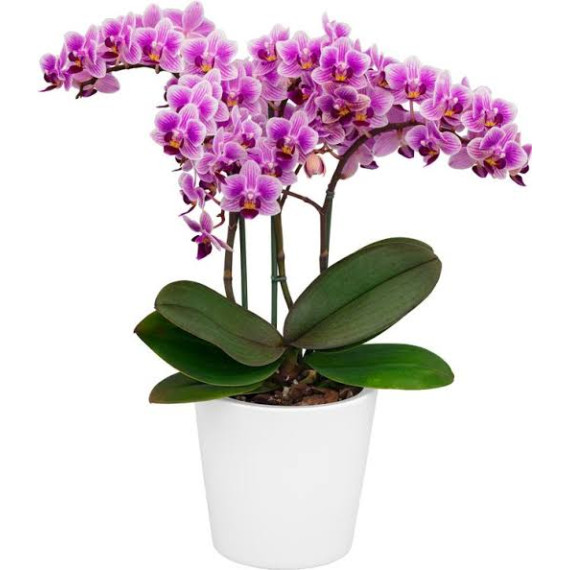 Phalaenopsis Multiflora Eletric Vibes  - AD