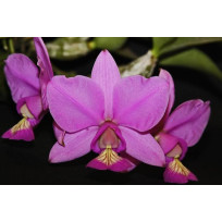 Kit c/ 3 Cattleyas Nobilior - Nbs