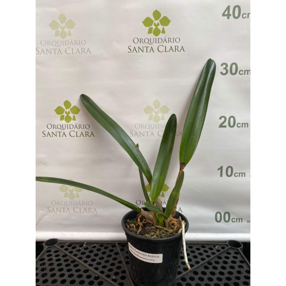 Laelia Purpurata Ardosia - NBS