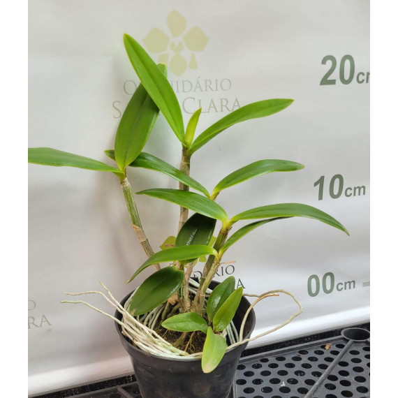 Cattleya Intermedia - AD