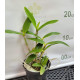 Cattleya Intermedia - AD