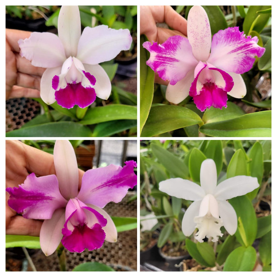 Kit 3 Cattleyas Intermedias Adultas