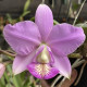 Cattleya Nobilior Catarina x Tieta - AD