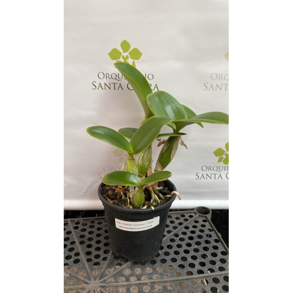 Cattleya Nobilior Catarina x Tieta - AD