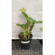 Cattleya Nobilior Catarina x Tieta - AD
