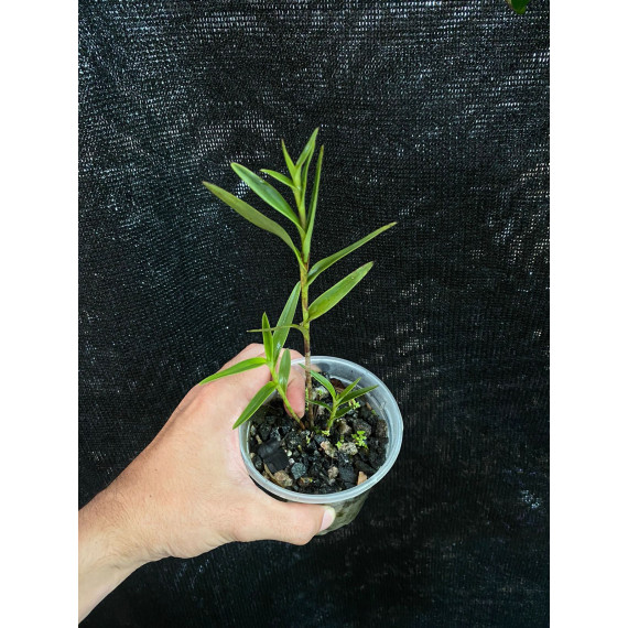 Epidendrum Martianum - Muda