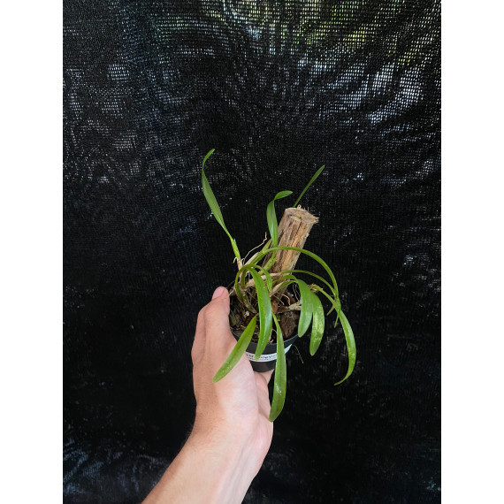 Oncidium Longipes - Muda