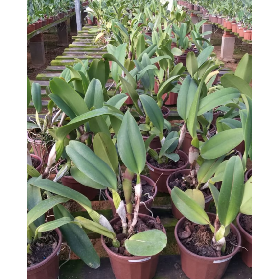 Blc. Chia Lin "New City" - AD