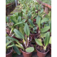 Blc. Chia Lin "New City" - ESPATANDO