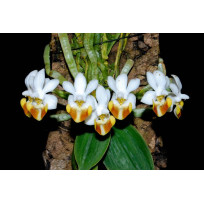 Phalaenopsis Lobbii - Haste Floral