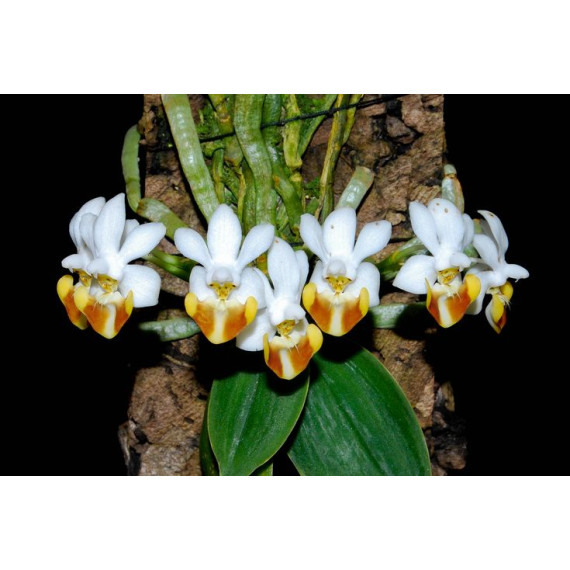 Phalaenopsis Lobbii - Haste Floral