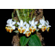 Phalaenopsis Lobbii - NA PLAQUINHA