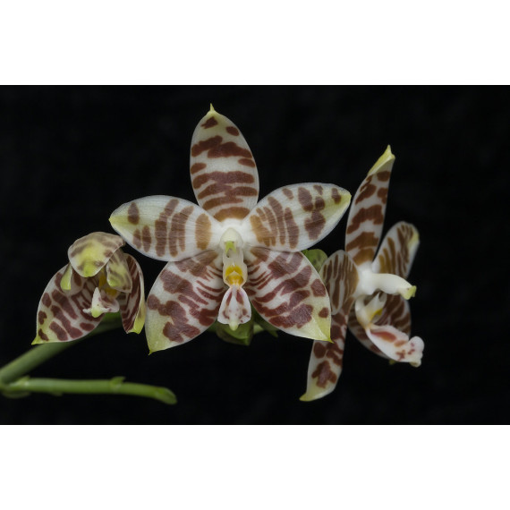 Phalaenopsis Amboinenses White - Haste Floral
