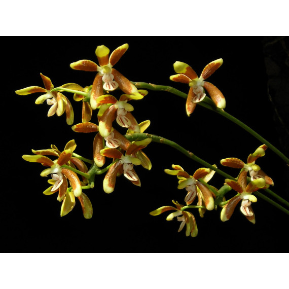 Phalaenopsis Kunstleri - T3