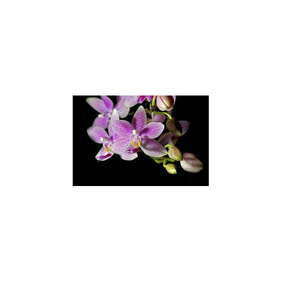 Phalaenopsis Hiroshima Tetrapis - NBS