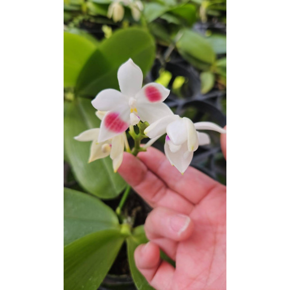 Phalaenopsis Tetrapis  - NBS