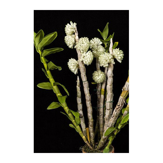 Dendrobium Purpureum Albo  - AD