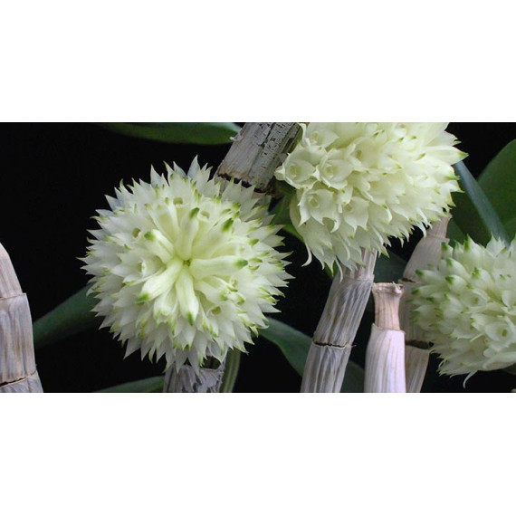 Dendrobium Purpureum Albo  - NBS