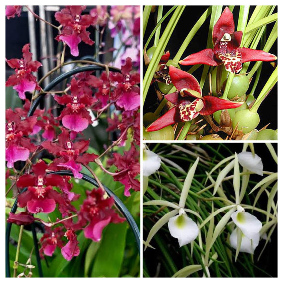 Kit Aroma - 3 orquídeas com perfume !